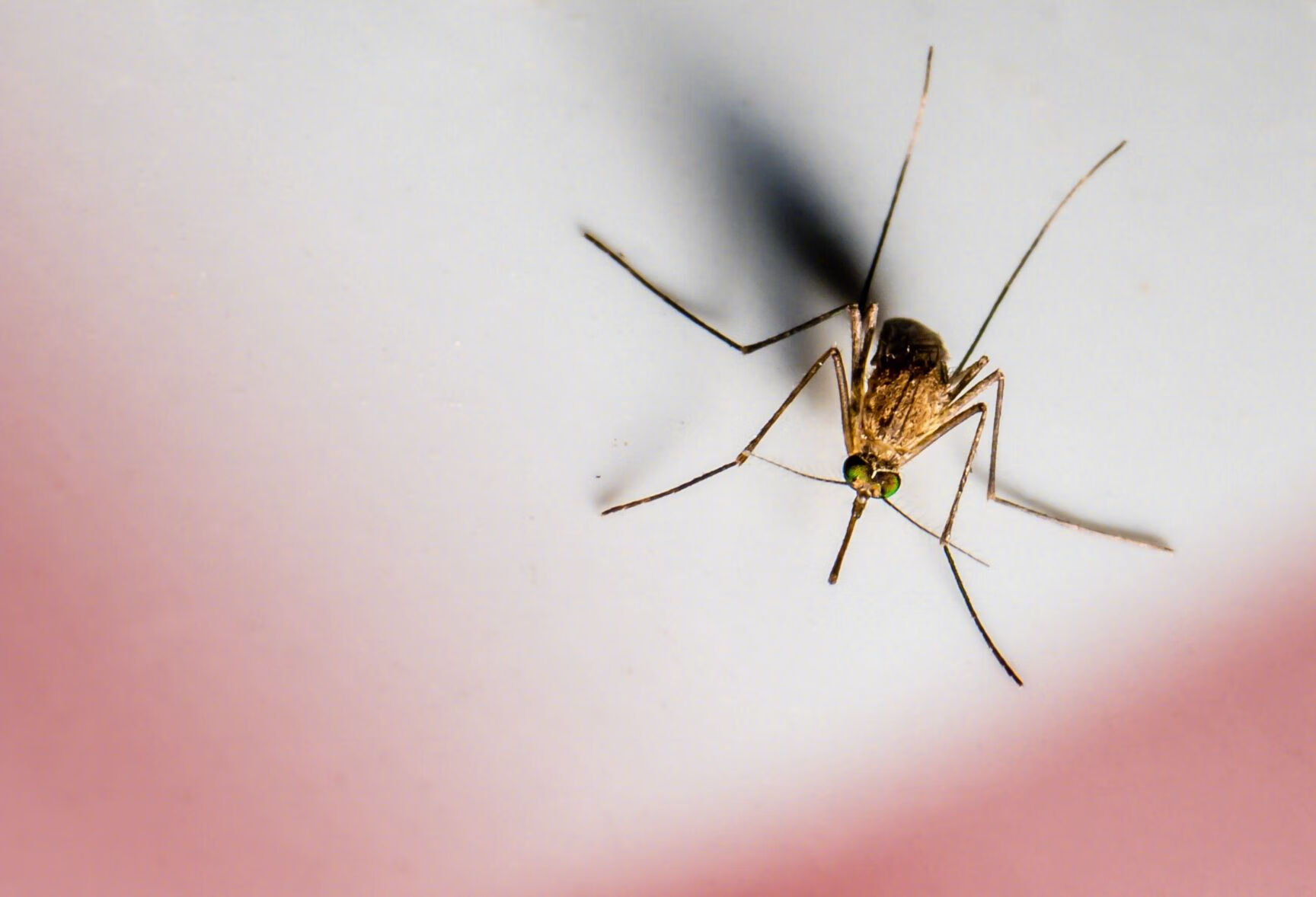 蚊子会挑血型和甜甜的血吗？为啥只叮我一个人？