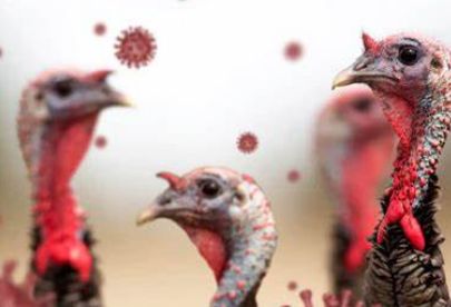 韩国出现禽流感疫情，如何诊断禽流感感染？