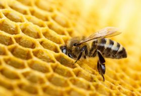 天然蜂蜜含有麸质吗？我们该如何辨别？