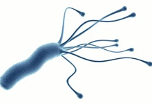 幽门螺旋杆菌能自愈吗？