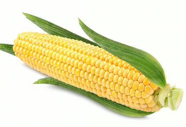 经常食用玉米可以减肥吗？