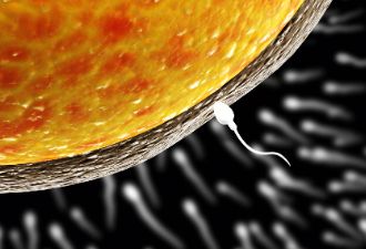 精子质量对胚胎发育的影响