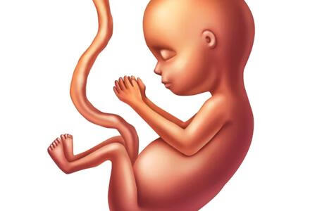 胎儿发育重要器官时可致孕吐