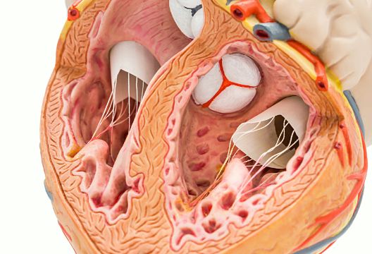 冠状动脉具体是哪一部分，为什么叫冠状动脉？