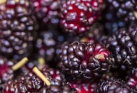 黑莓对健康的好处你知道吗？