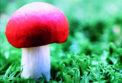 吃蘑菇能预防癌症吗？