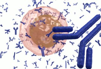 人体细胞卫戍部队——免疫细胞
