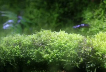 色素性扁平苔藓传染吗
