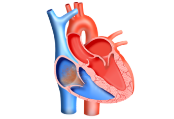 关于心脏的十个有趣事实