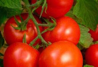 经常吃番茄对身体有什么好处？