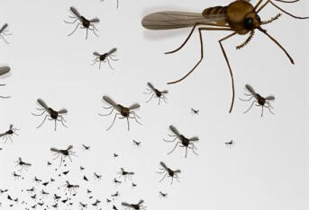为何蚊子传不了艾滋病？