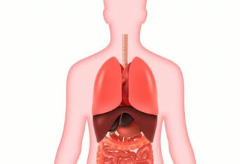 体内两大重要器官，“肝和肾”如何保养？