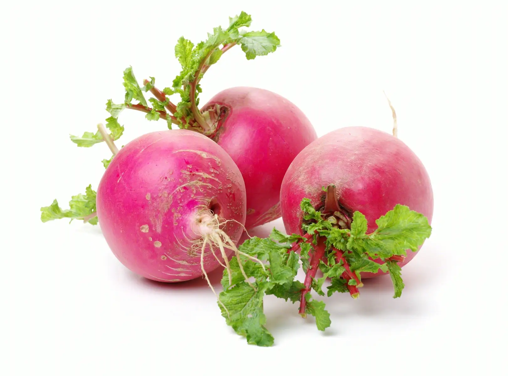 冬吃萝卜夏吃姜 是指白萝卜 红萝卜还是胡萝卜 饮食 蔬菜 概述