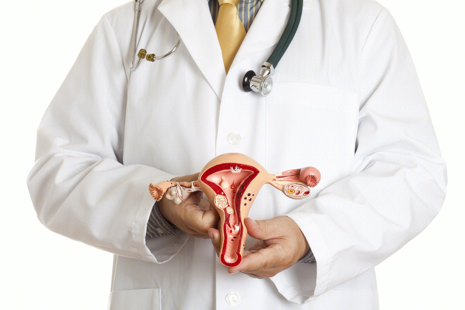图2-4-7 子宫颈和输卵管的组织结构-人体解剖学与组织生理病理学-医学