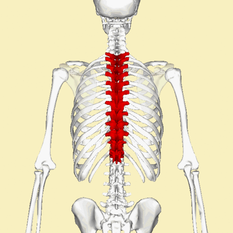 人体26块椎骨各有「弱点」,骨科医生教你分段保护