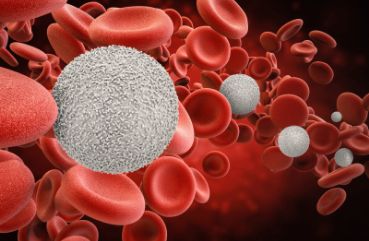 血常规血白细胞偏高怎么办