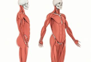 脊柱侧凸的病人，佩戴的矫正支具为什么是个性化的？