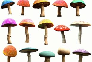 漂亮的蘑菇不要采，它可能是毒蘑菇，可能会致肝衰竭！误食毒蘑菇，没有特效疗法！