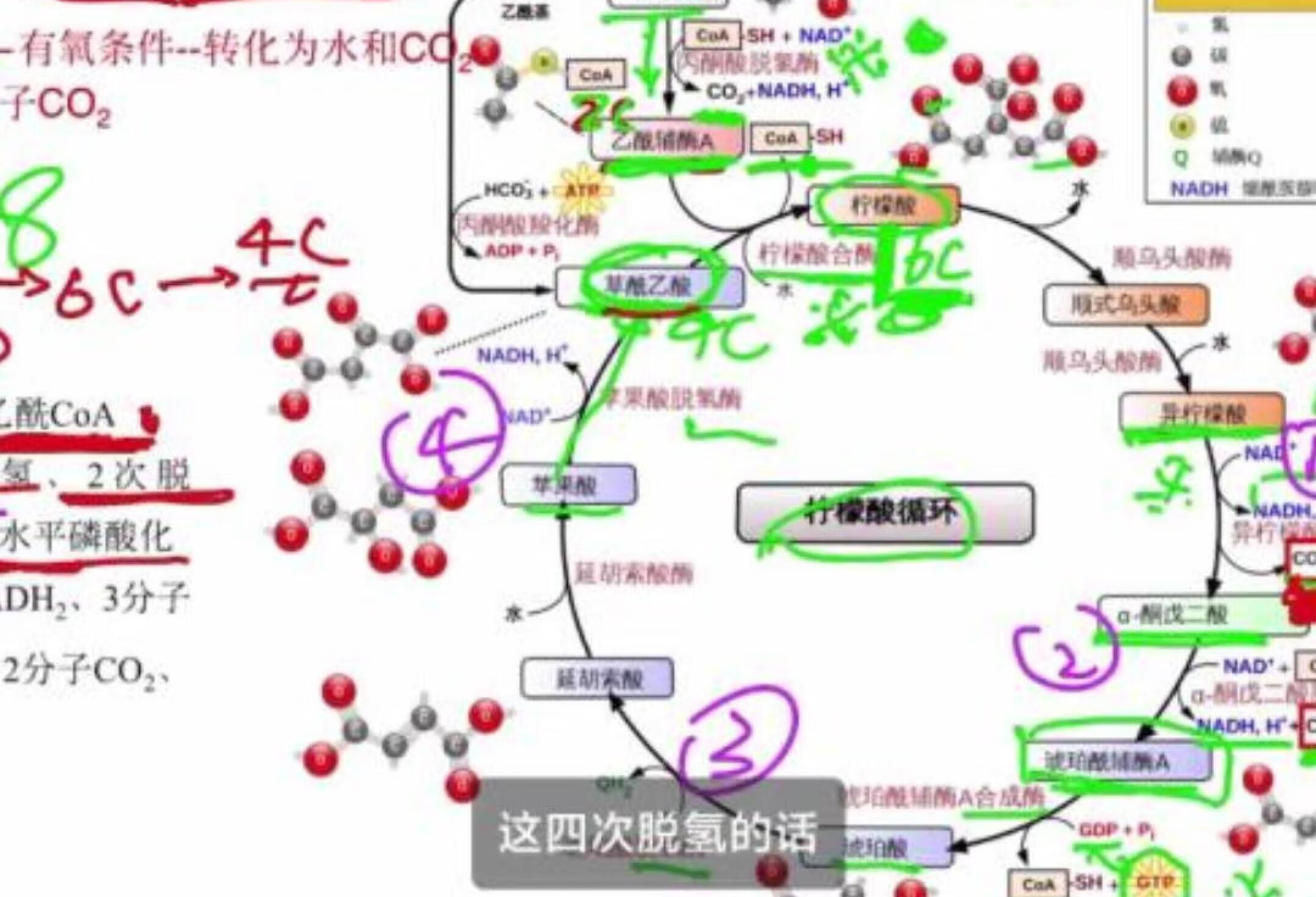 培可达留学辅导，生物化学