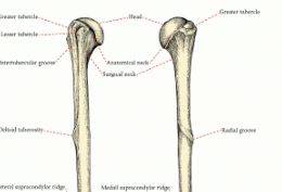 肱骨远端置换与全肘关节置换