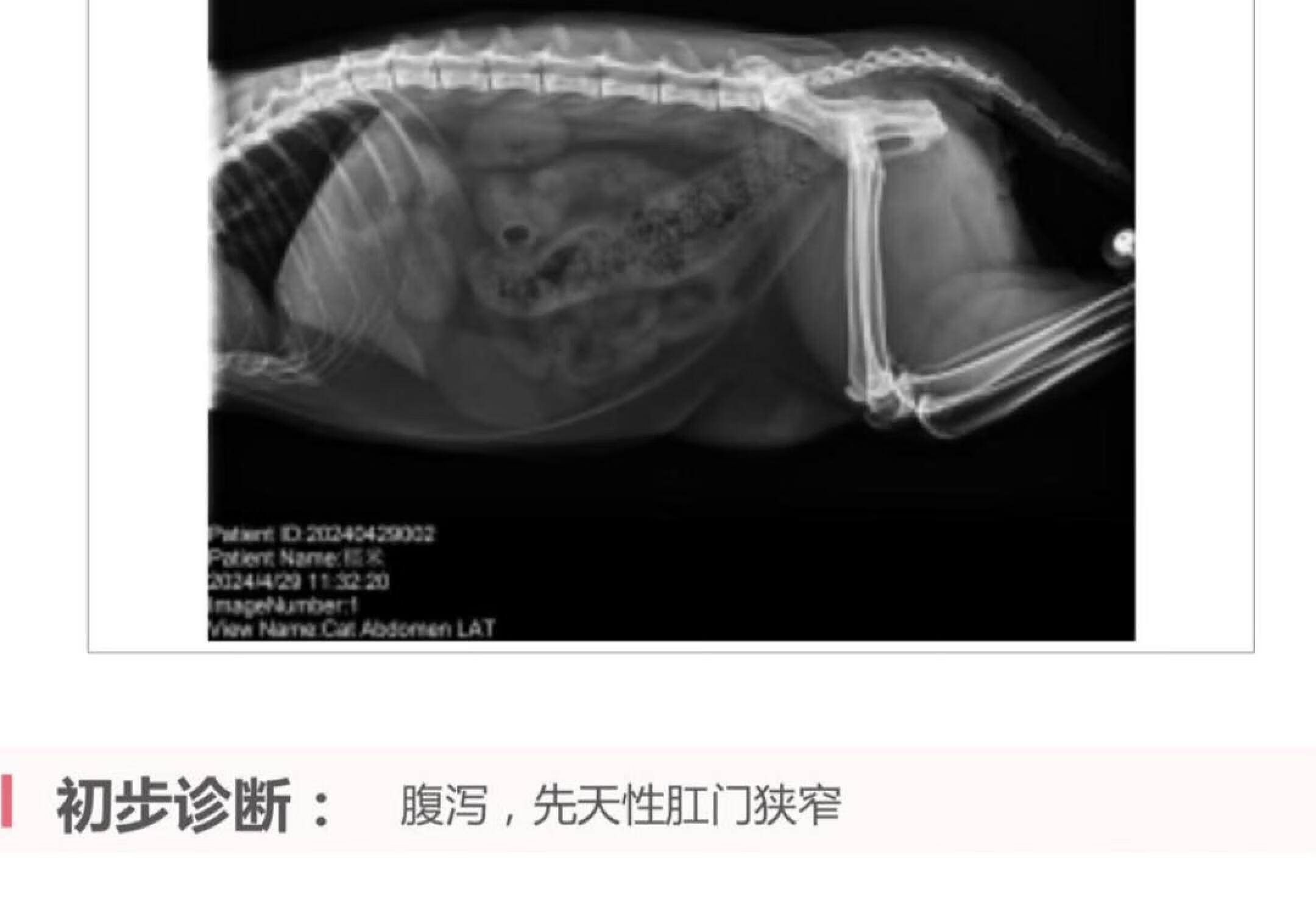 猫咪巨结肠术后肠道无蠕动能力