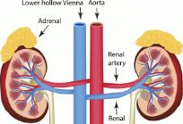血压无缘无故突然升高，注意五个症状可能是肾动脉阻塞