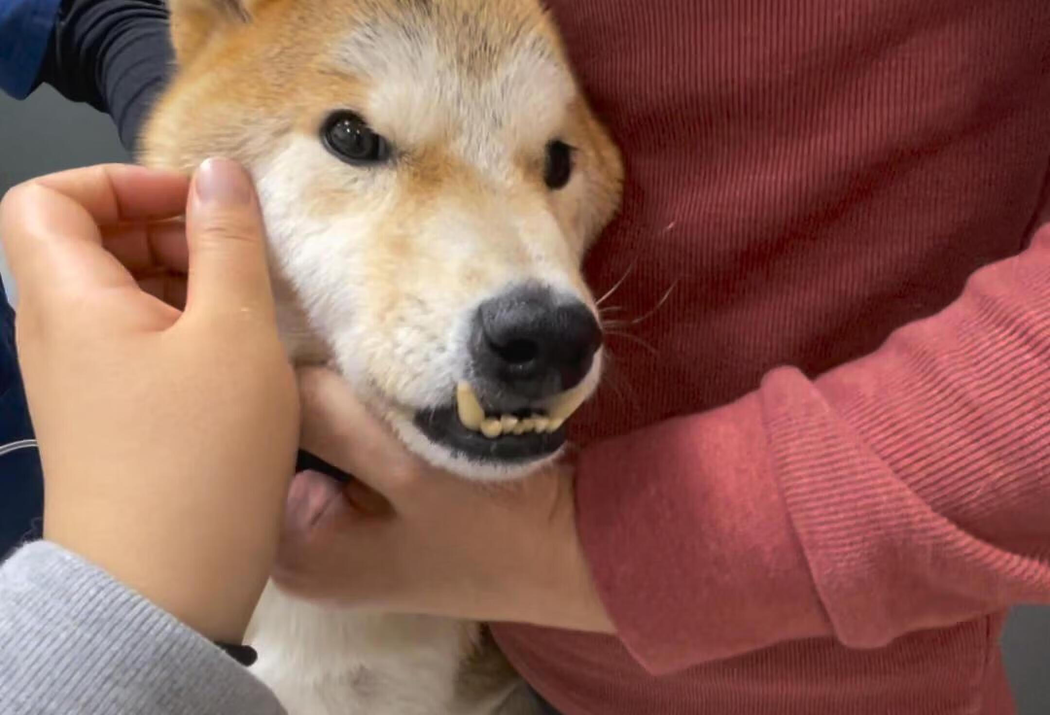 芒果去急诊了