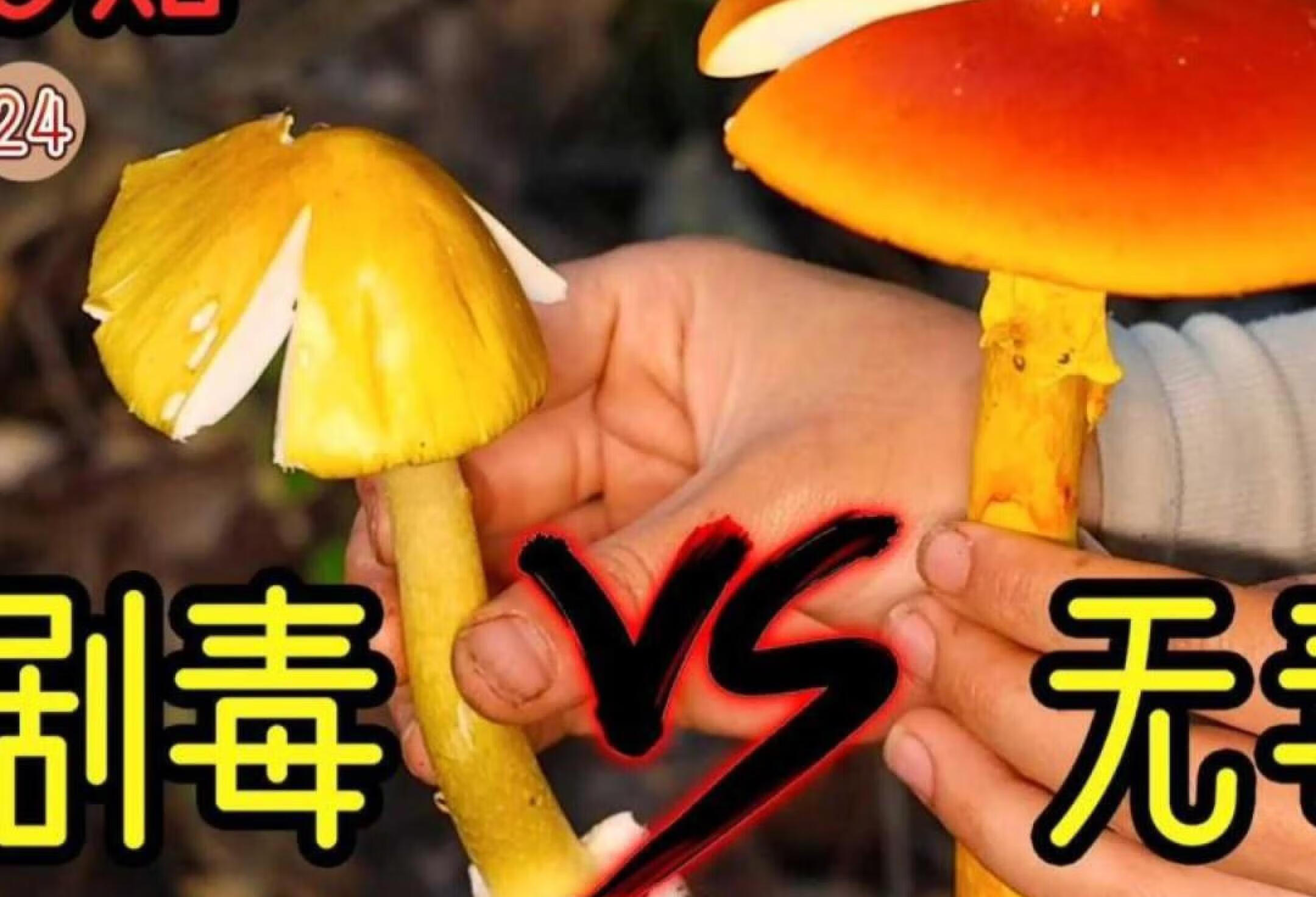 剧毒和无毒鹅膏同框！如何分辨才不会躺板板