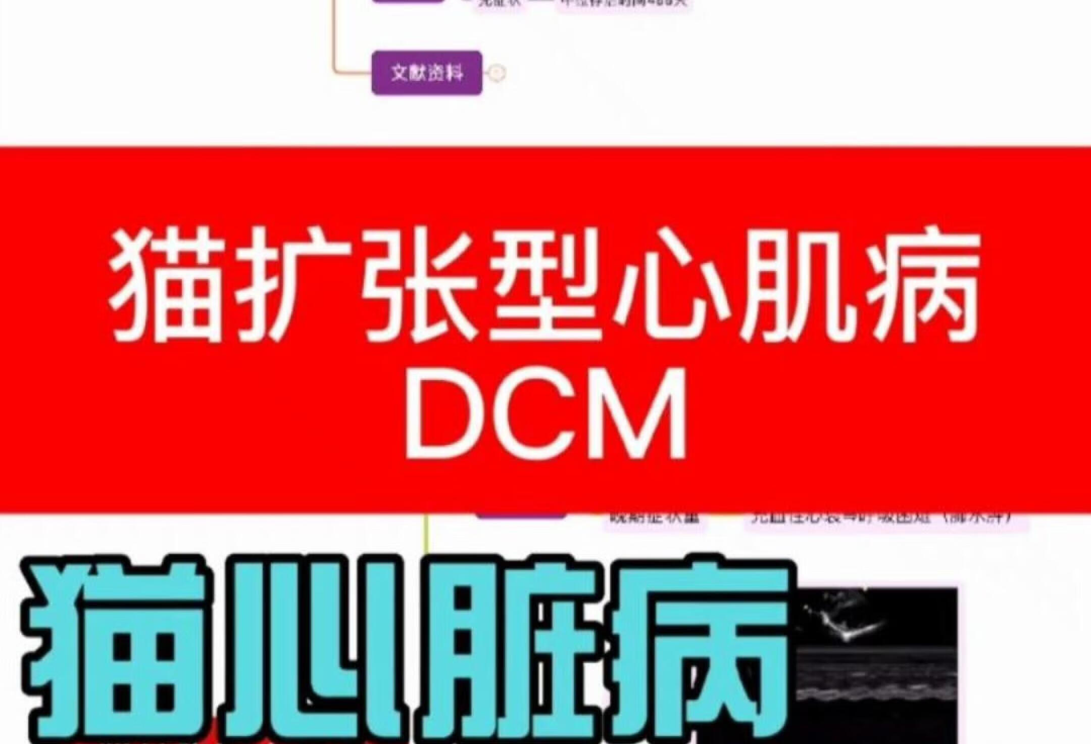 猫扩张型心肌病(DCM)