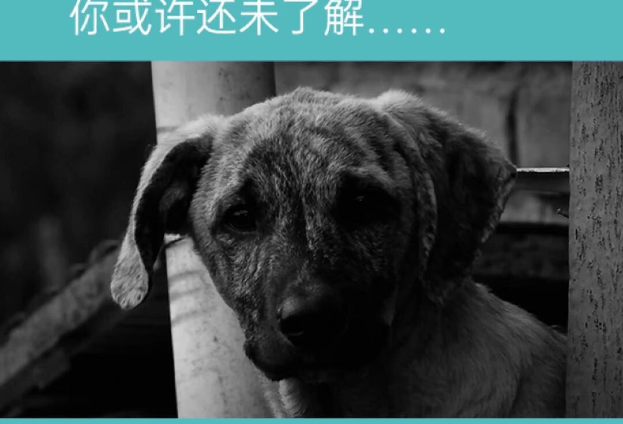 关于狂犬病的这些真相，你或许还未了解……