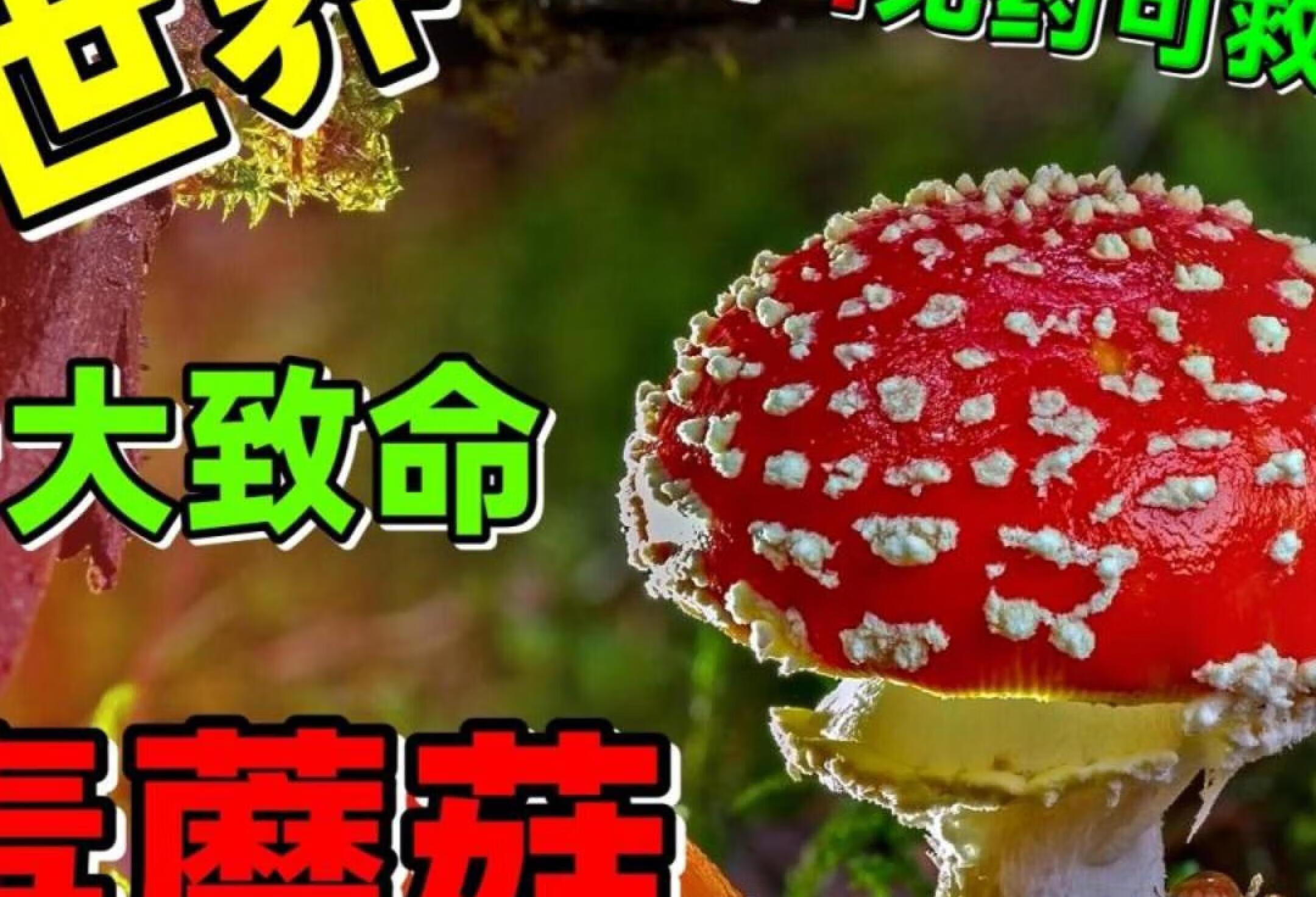 世界致命毒蘑菇🍄Top10，第一名无药可救