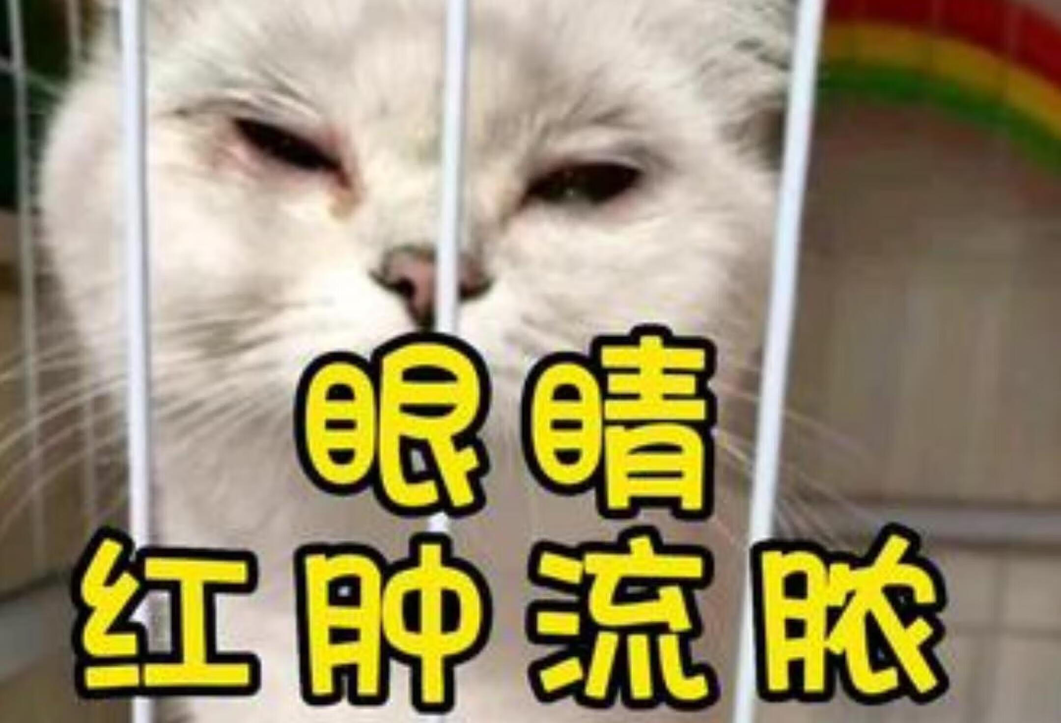 猫咪结膜炎和疱疹病毒的区别解析