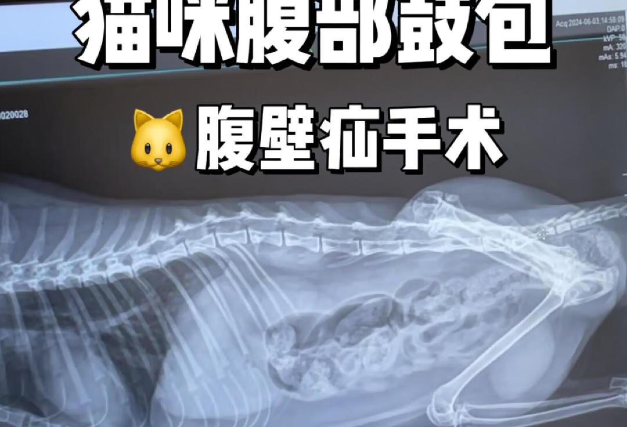 一只命途多舛的猫猫腹部大包