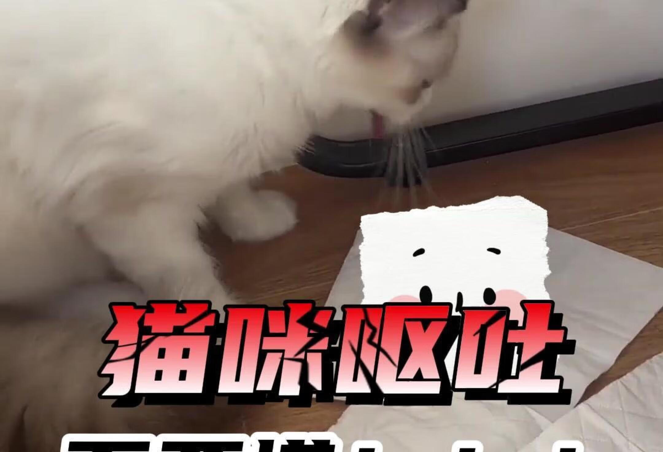 新手养猫❗猫咪呕吐别慌，大致4种情况！