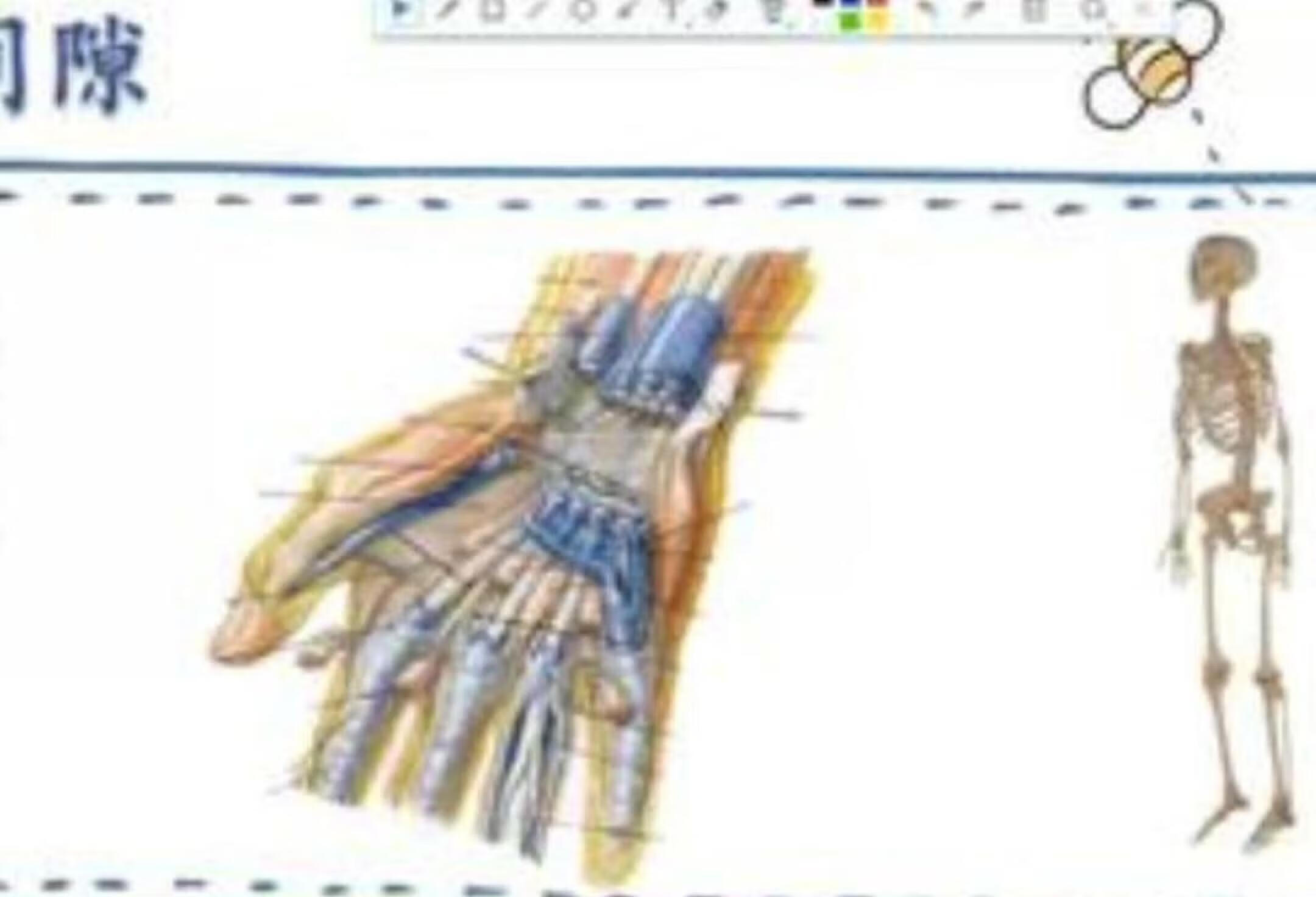 手部：鱼际间隙 运动解剖 人体解剖学 筋膜 鱼际间隙