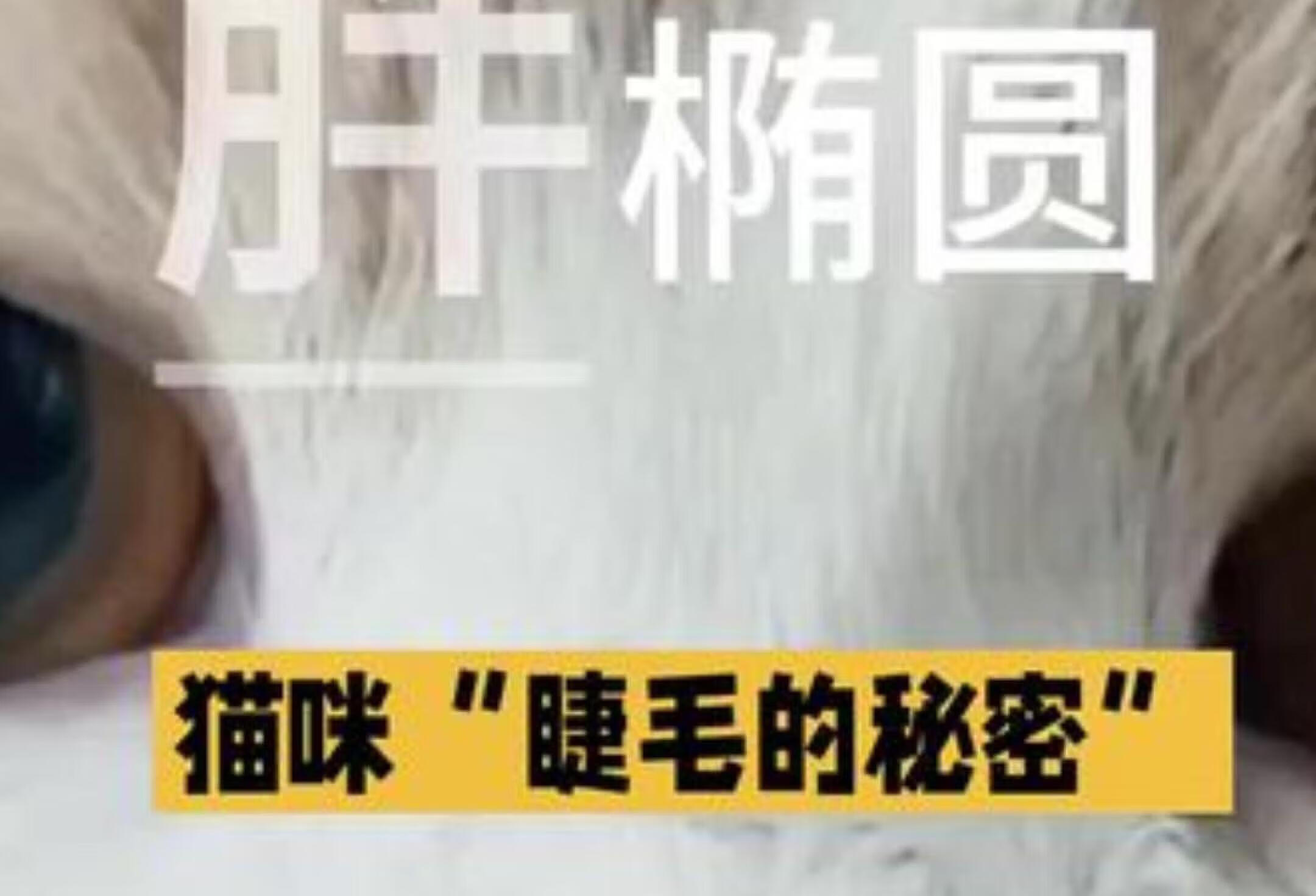 猫咪眼睛倒睫？教你识别和解决方法