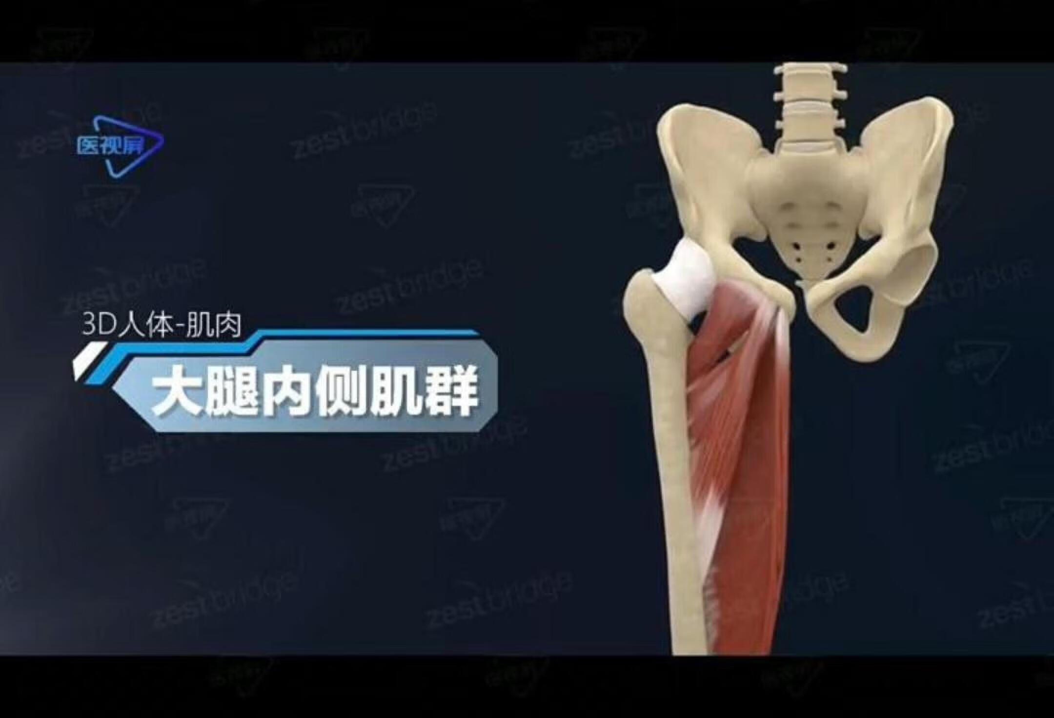 医学解剖—大腿内侧肌群