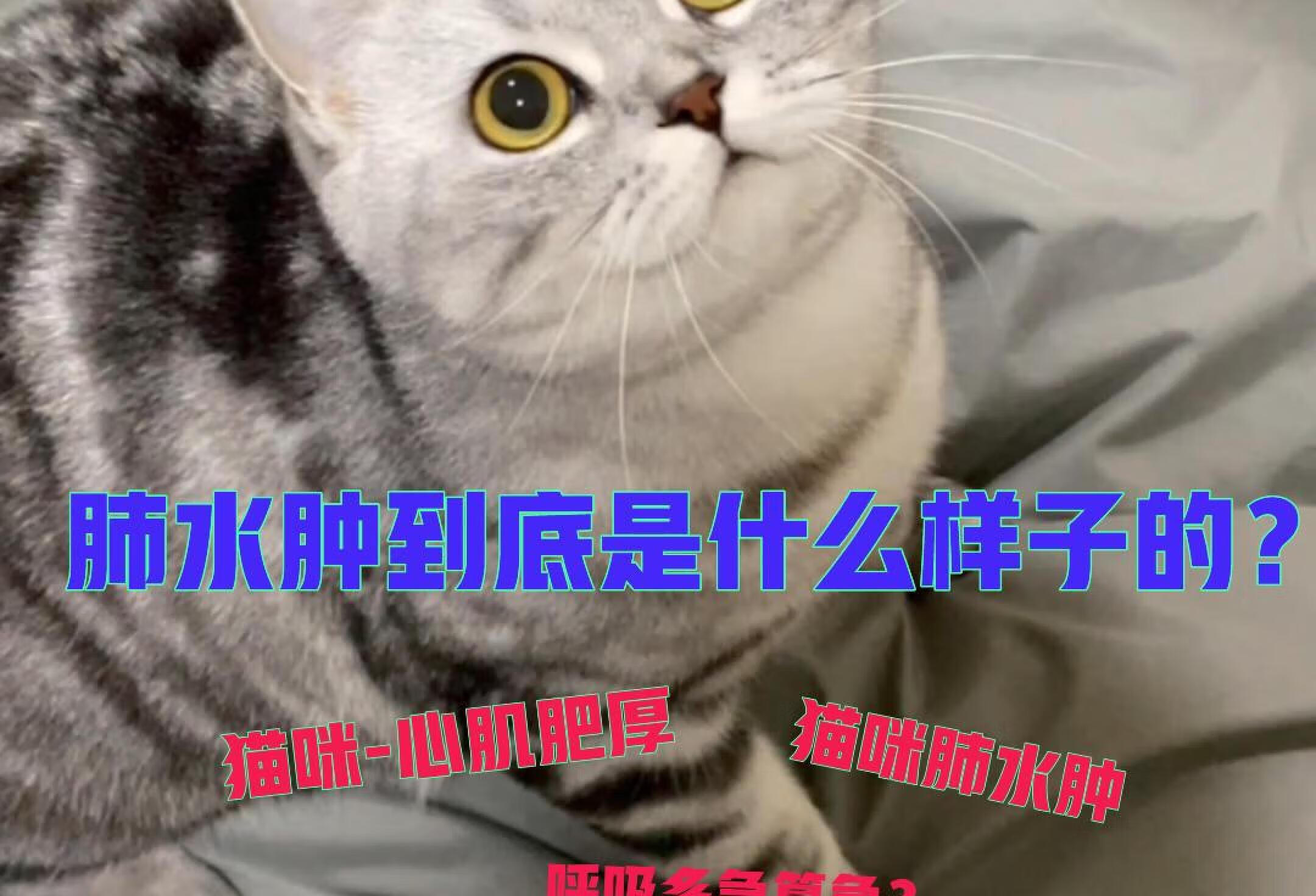 肺水肿-猫咪呼吸急促-案例分享