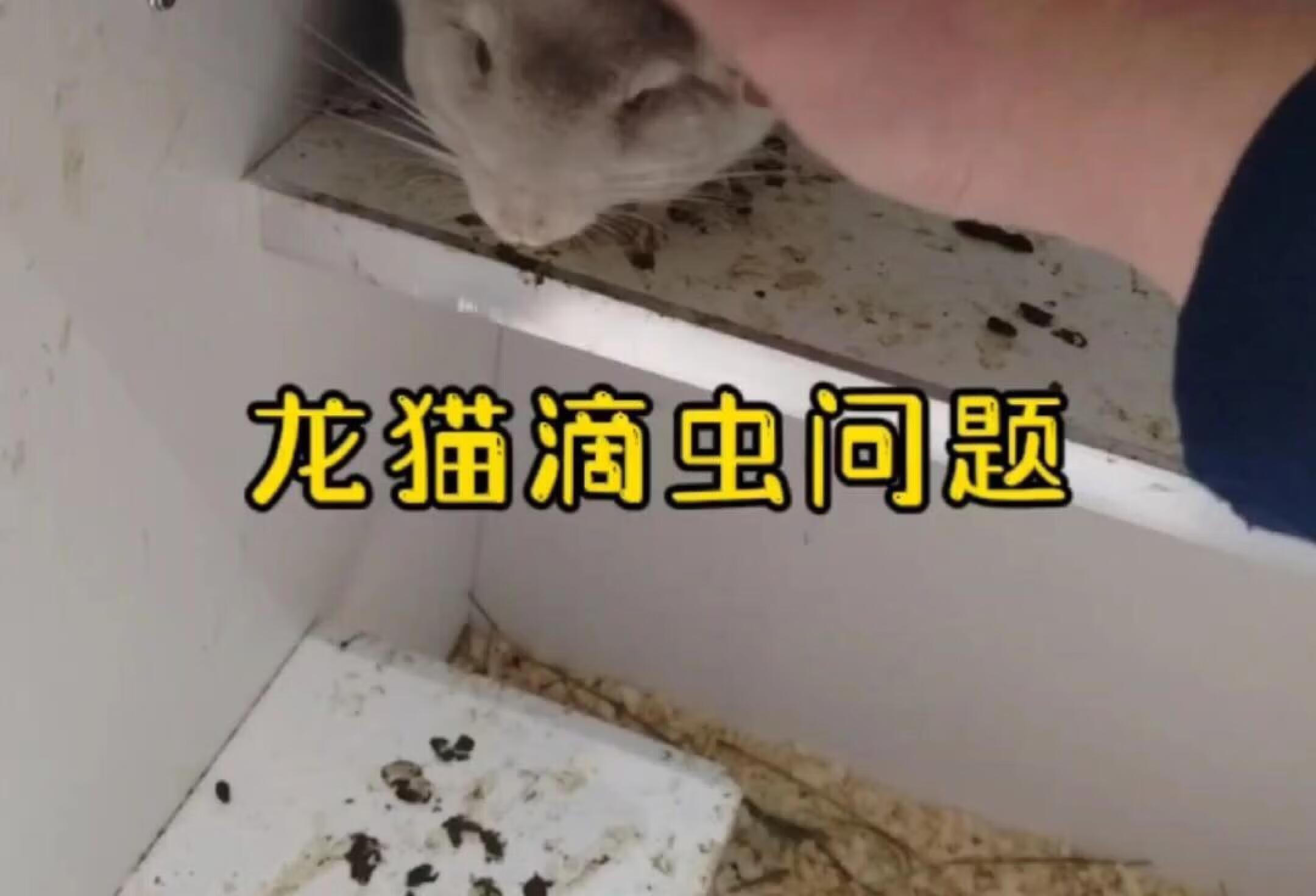 得滴虫不用紧张，治就完了