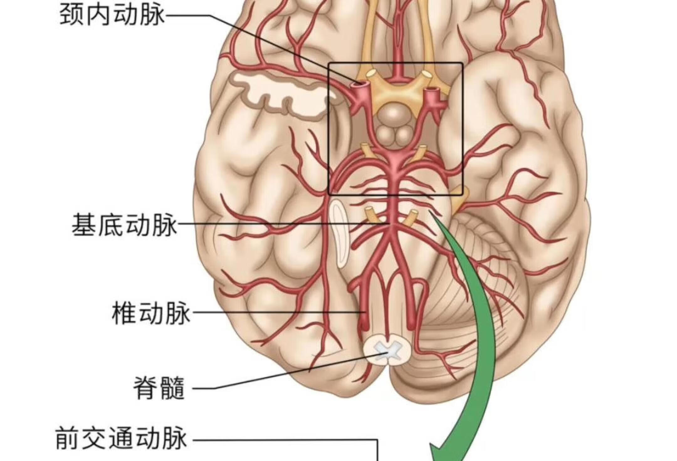 Willis环示意图