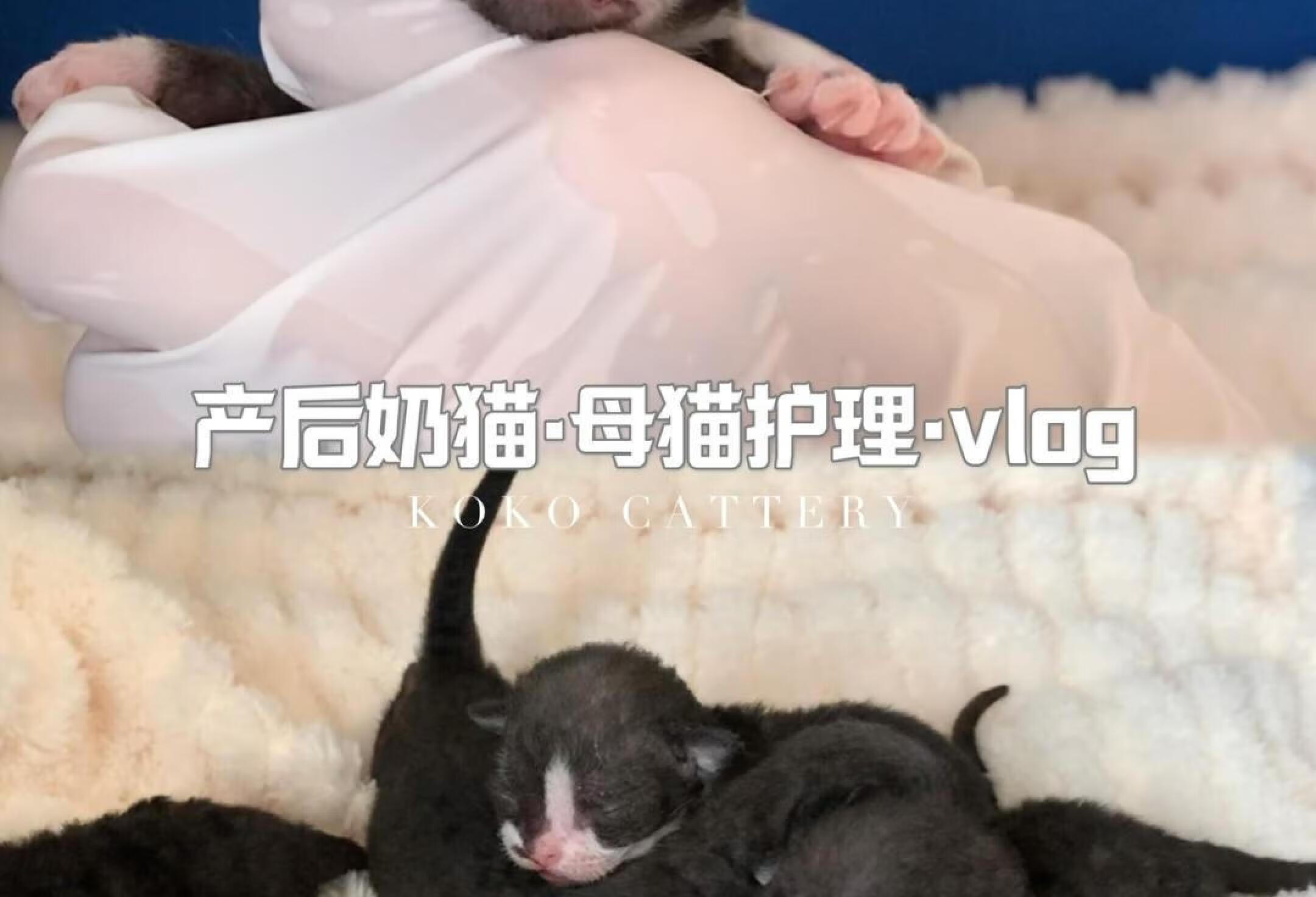 猫舍vlog | 产后奶猫母猫护理攻略