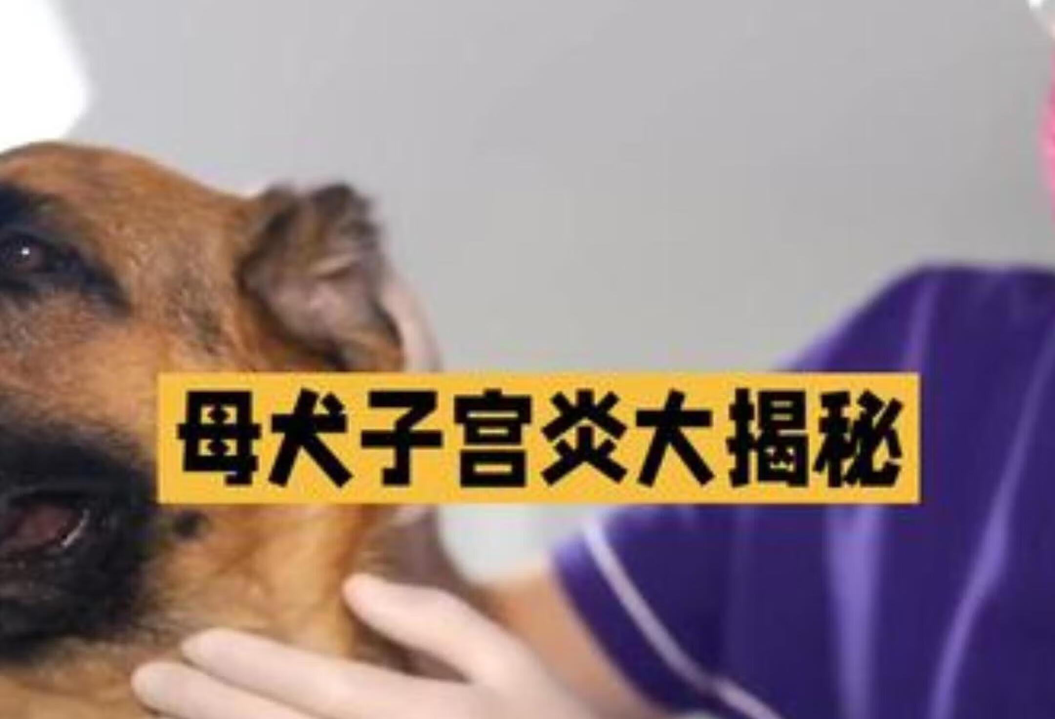 母犬子宫炎应对攻略，铲屎官必看！