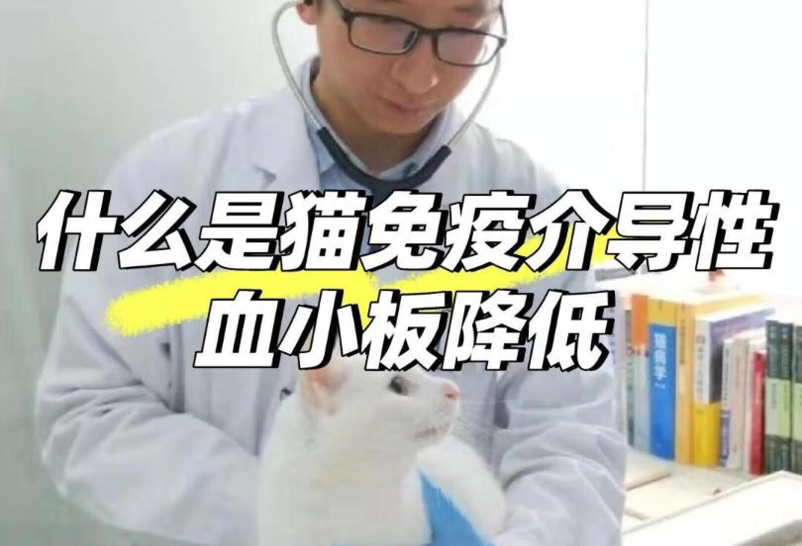 猫咪免疫介导性血小板降低是什么？