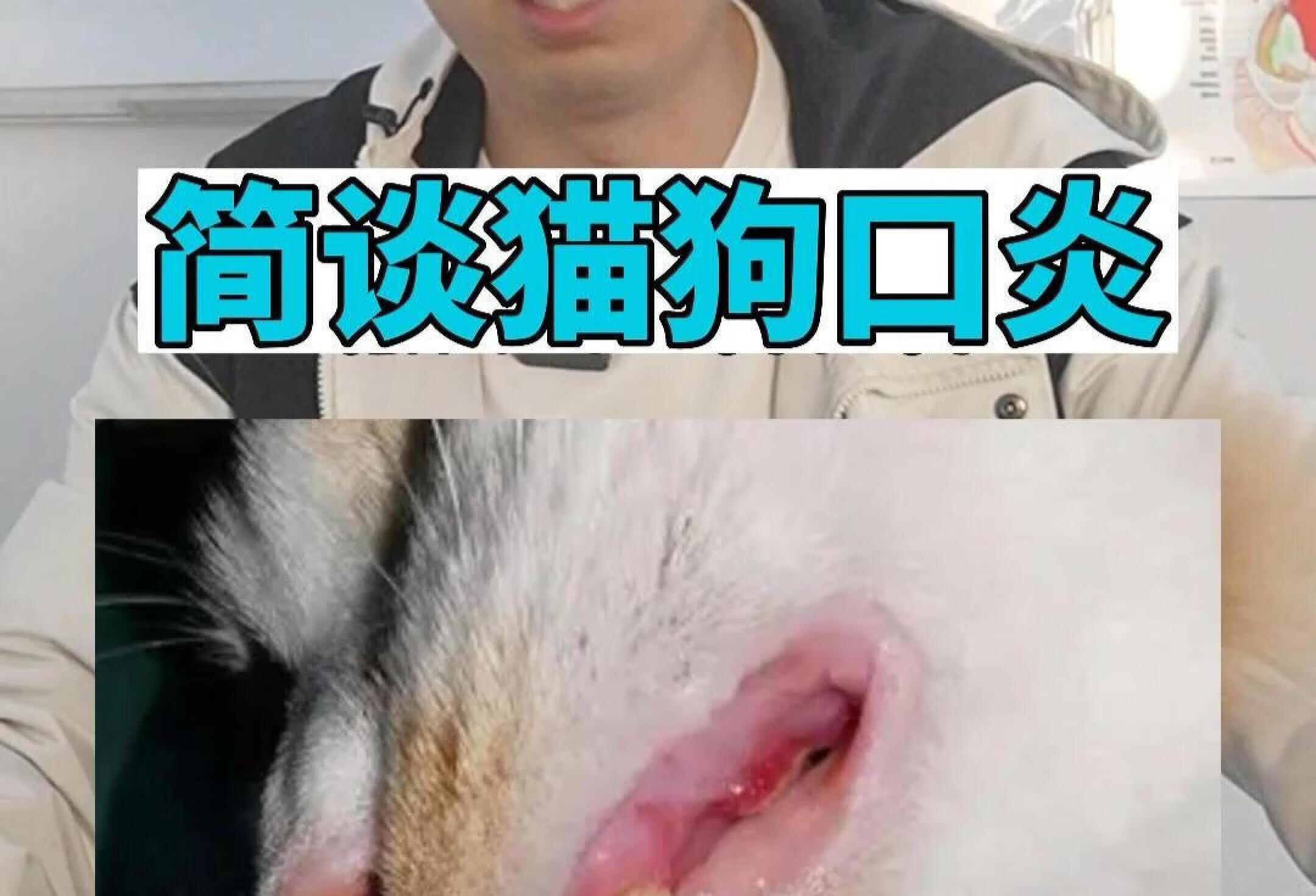 猫狗口炎怎么办