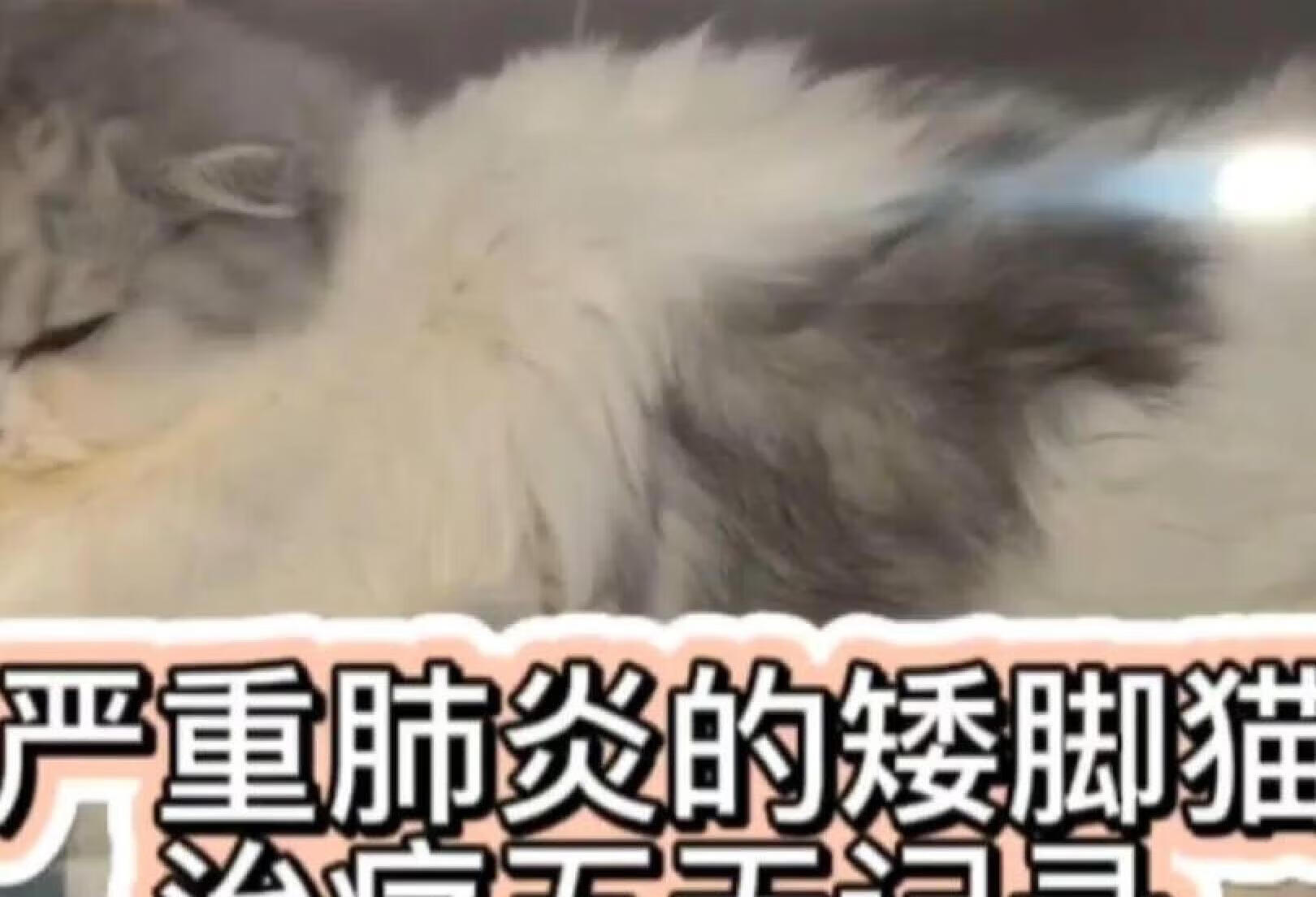 严重肺炎矮脚猫治疗五天记录