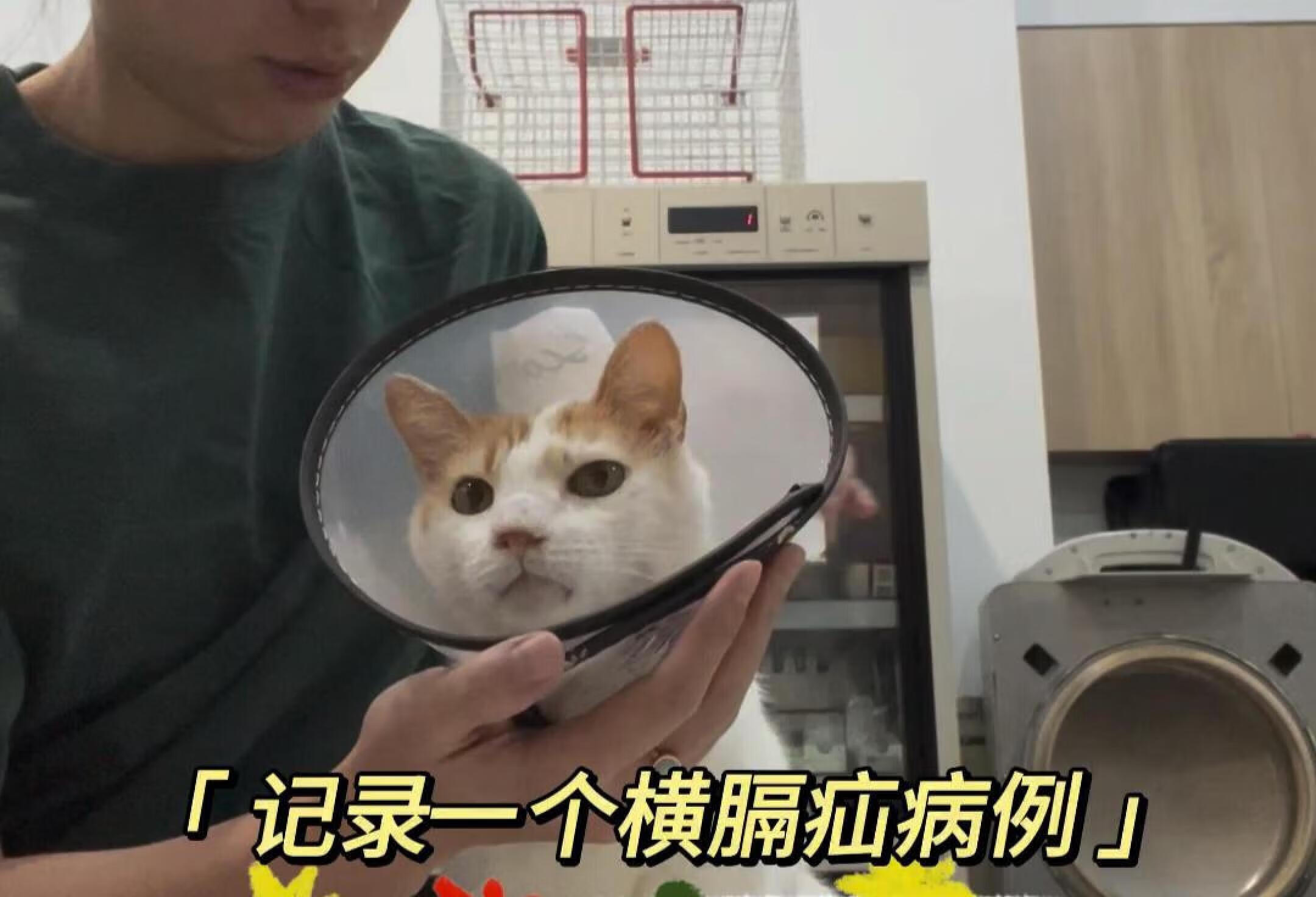 猫咪横膈疝