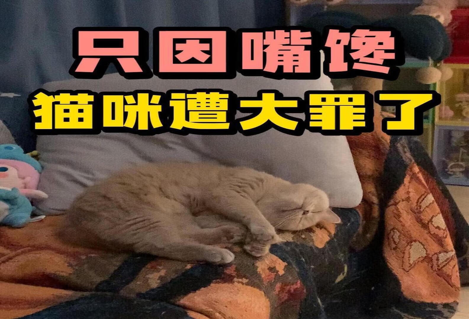 好奇还惨猫，贪玩嘴馋有风险！