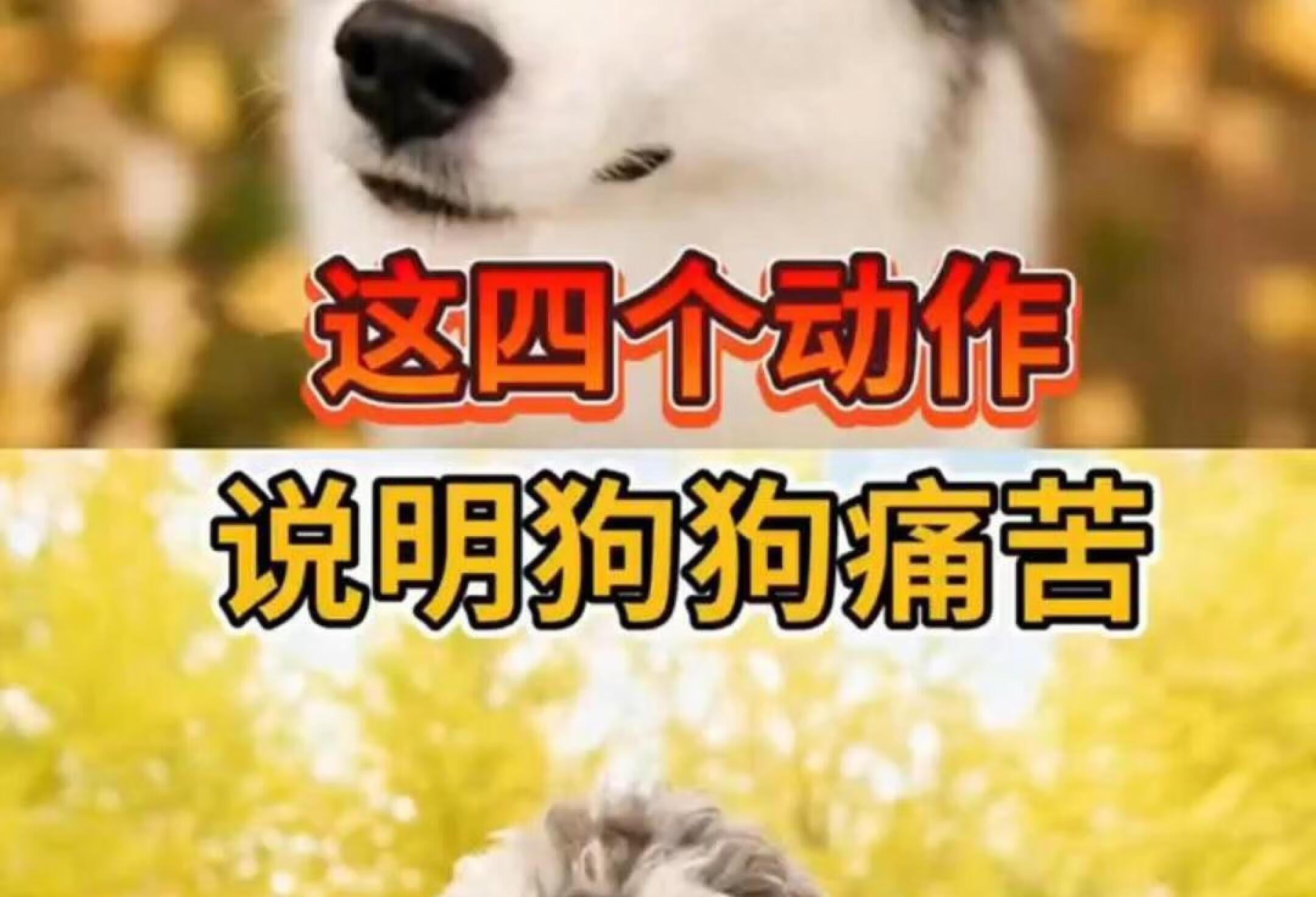 你家狗狗有这些动作吗？