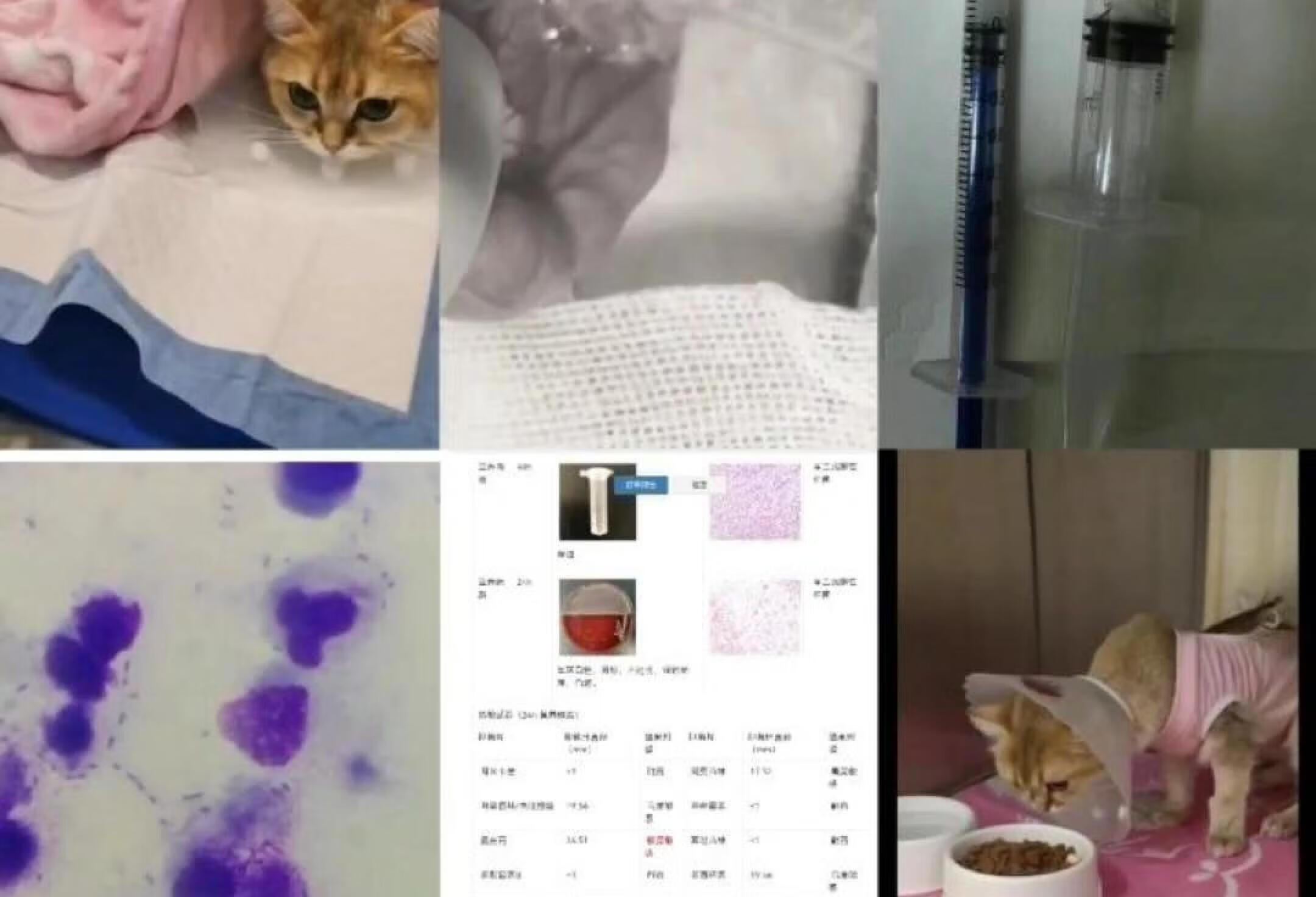 猫咪🐈​子宫蓄脓破裂引起细菌性腹膜炎