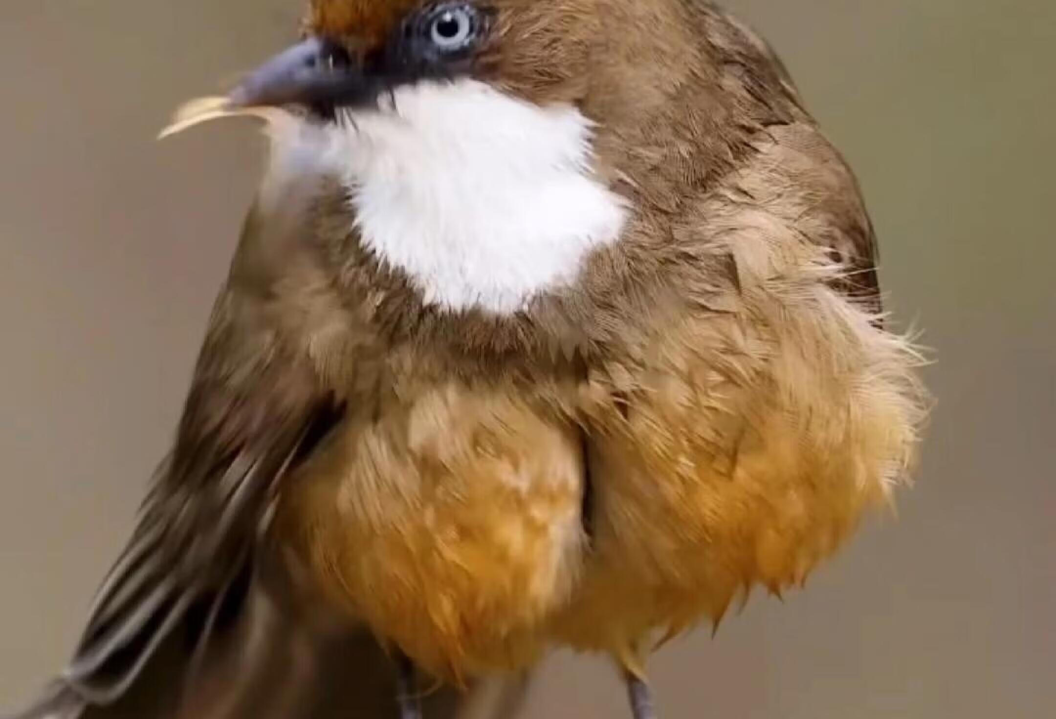 神秘生物鉴定：🐦白喉笑鸫‼️